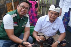 PLN dan Pemkab Jembrana lestarikan penyu laut