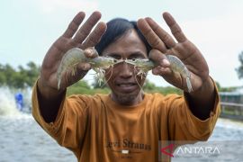 Budi daya udang vaname sistem bioflok milik BUMDes