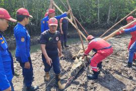 BPBD Belitung lepasliarkan buaya hasil evakuasi ke habitatnya