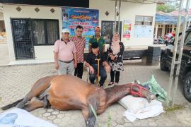 Fort De Kock, kuda legendaris milik Pemkot Bukittinggi mati