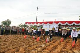 Tanam jagung  tahap III di lahan 6,3 hektare di Bengkayang Kalbar
