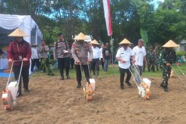 Sebanyak 11 ribu hektare lahan di Sumbawa Barat ditanami jagung
