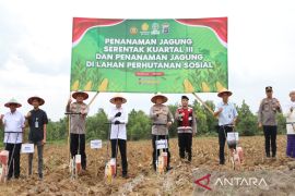 Polda Kalsel tanam jagung pakan ternak di lahan perhutanan sosial