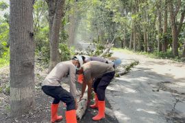 Polres FloresTimur membersihkan pohon tumbang akibat erupsi Lewotobi