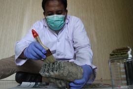 Konservasi fosil di museum Trinil Ngawi