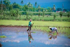 Sebanyak 1.923 petani Lumajang dapat jaminan usaha tani dari pemerintah