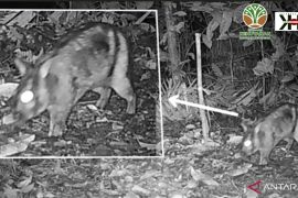 Peneliti UNP temukan kelinci belang sumatra yang terancam punah