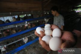 Dorong produktivitas, Madiun gelar pelatihan budi daya ayam petelur