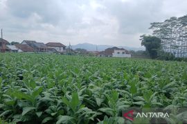 Enam pabrik rokok komitmen beli tembakau petani Temanggung