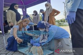 Pemkab Lamsel gencarkan vaksinasi rabies