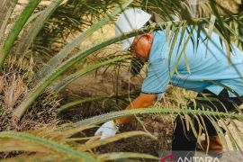 1.597,82 Ha Tanaman Sawit Muda PTPN IV Regional III Masuki Masa Panen