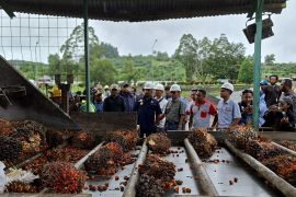 Bupati Jayapura harap perusahaan sawit ikut membangun daerah