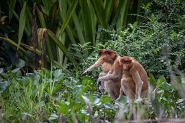 Tapak habitat Bekantan Pulau Curiak bagian dari Geopark Meratus
