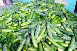 Petani ketimun di Lebak mampu tingkatkan kesejahteraan