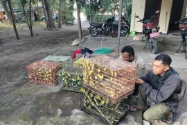 BKSDA NTT gagalkan pengiriman 1.260 ekor burung pleci kacamata jawa ke Surabaya