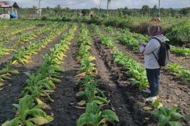 Tanaman tembakau di Lombok Tengah rusak akibat cuaca ekstrem