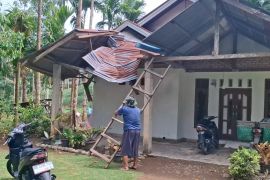 BPBD catat pohon tumbang timpa rumah dan sekolah di Padang Pariaman