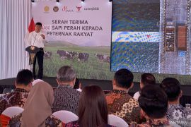 Barantin pastikan sapi perah bunting impor Australia aman dan sehat