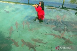 Wisata bersensasi di Pulau Menjangan Kecil, pengunjung bisa berfoto dikelilingi hiu