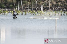 Semarang kembangkan ekowisata mangrove di Tambakrejo untuk tangkal abrasi
