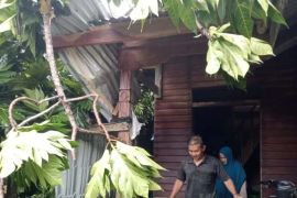 Cuaca buruk, sejumlah rumah ditimpa pohon di Simeulue