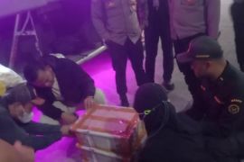 Karantina Lampung menyita 120 ekor burung tanpa dokumen di Bakauheni