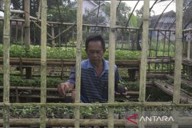 Budi daya cabai menggunakan polibag dari limbah daun pisang