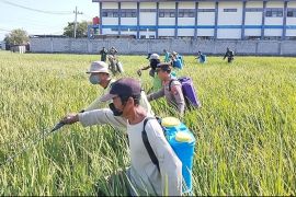 Ponorogo gencarkan penyemprotan serentak guna atasi hama werenng