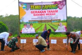 Annual demand for shallots reaches 974.8 tons: Tanah Laut Distanhorbun