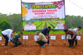 Distanhorbun Tanah Laut: Kebutuhan bawang merah capai 974,8 ton per tahun