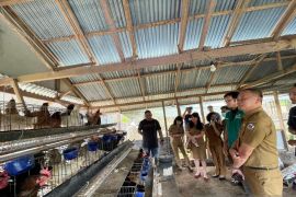 PLN latih budi daya dan pengolahan limbah ayam buras di Tomohon