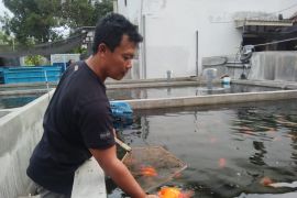 Pemkab targetkan produksi ikan hias Tulungagung  naik pada 2025