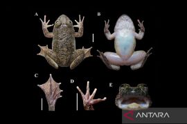 Dua spesies katak baru ditemukan di Pegunungan Meratus Kalimantan