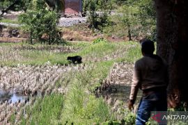 Diduga habitatnya terganggu, beruang madu masuk areal pertanian warga di Tanah Datar