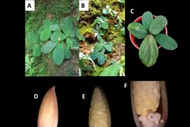 ITB dan BRIN ungkap enam spesies baru tumbuhan endemik Indonesia