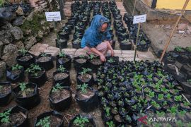 Pemkot Kendari siapkan lahan untuk pertanian perkotaan Page 2 Small