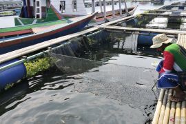 DPKHP Cianjur pastikan ikan budidaya Jangari layak konsumsi