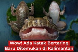 Dua spesies langka katak bertaring ditemukan di Pegunungan Meratus