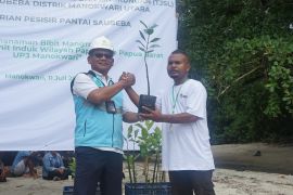 PLN menanam 1.000 bibit mangrove di Kabupaten Manokwari