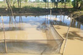 Pemprov motivasi warga manfaatkan pekarangan untuk budi daya ikan