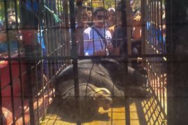 BKSDA Sumbar lepas liarkan beruang madu yang masuk ke permukiman warga