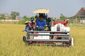 Program kemandirian Lapas Lamongan dukung ketahanan pangan