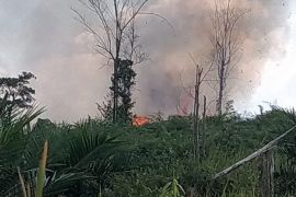 Taman Hutan Raya Sultan Thaha Syaifuddin di Batang Hari Jambi terbakar
