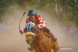 Deru debu kuda pacu di Lumajang