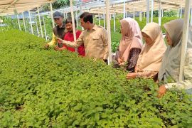 Ketua DPRK dorong warga Banda Aceh galakkan urban farming untuk ketahanan pangan