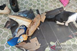 Warga Bengkulu diimbau waspadai penyakit kencing tikus