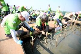 Organisasi Jepang AEF tanam 1.000 bibit bakau di pesisir Tangerang
