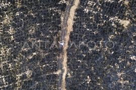 Karhutla di Solok Page 4 Small