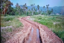 Pemkab Pasaman Barat catat 41.247 ton produksi padi di semester I 2025