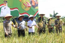 Pemkot Cirebon mengembangkan beras ramah lingkungan